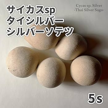 61t+YDlpIBL._AC_UF350,